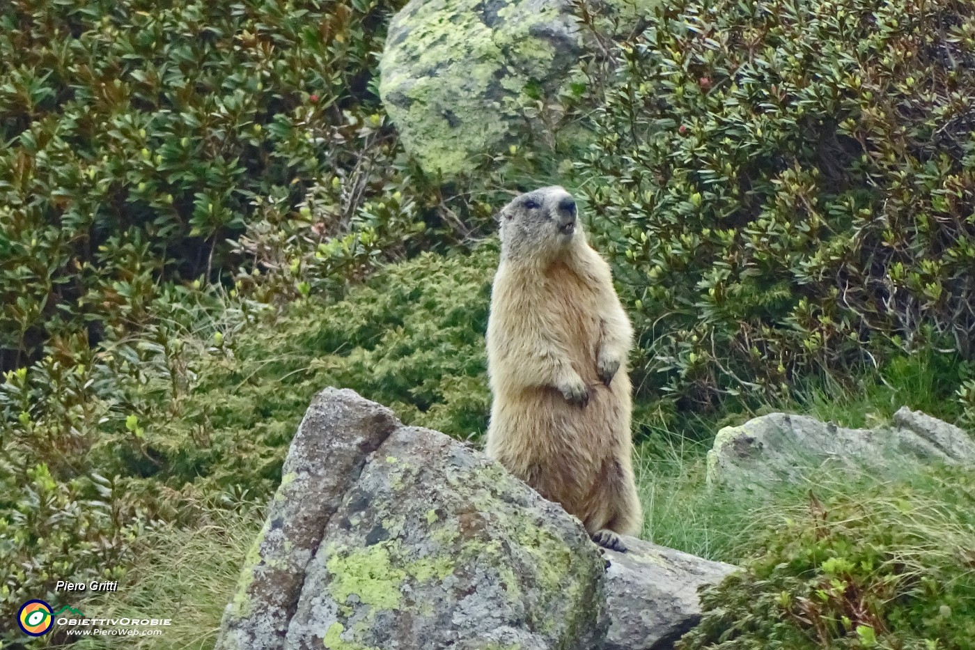 80 Marmotta in sentinella (zoom).JPG -                                